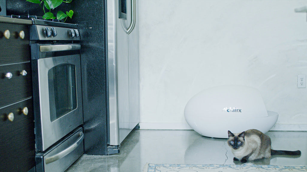 ChillX AutoEgg the greenest automatic litter box of 2020