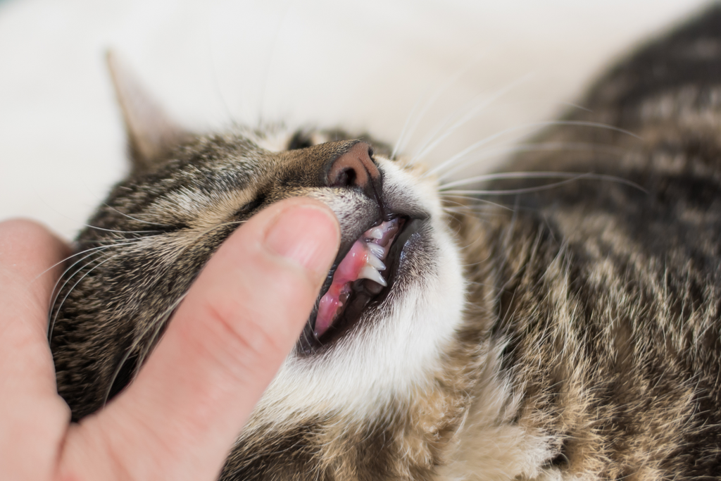 Grey cat with sharp teeth trying to bite their owner