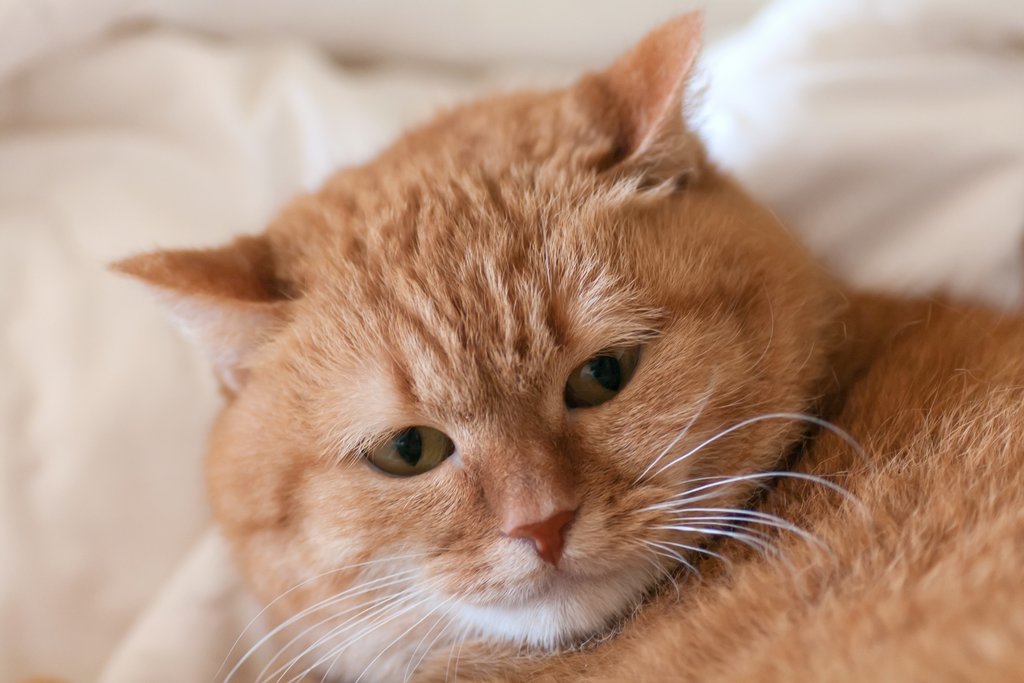 Large orange cat in pain and acts out by biting at their owner