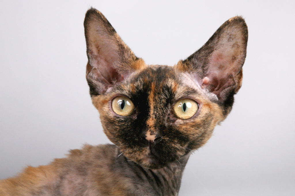 Devon Rex cat is short haired and good for those who have cat allergies