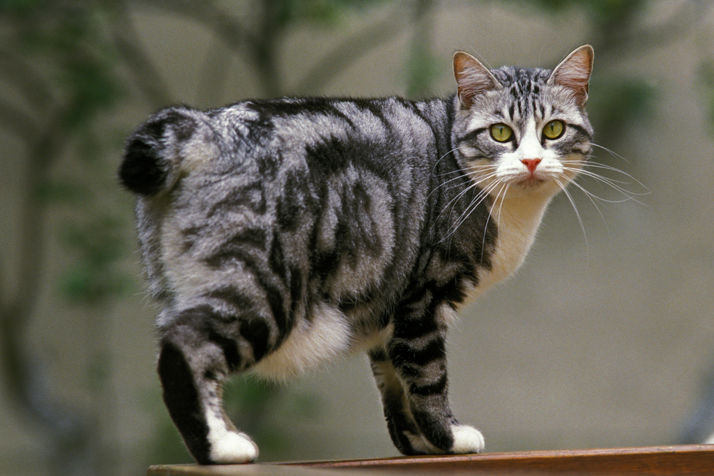 Japanese Bobtail cat that likes water