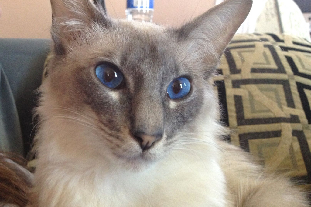 Javanese cat with beautiful blue eyes, this is a cat good for people who have allergies