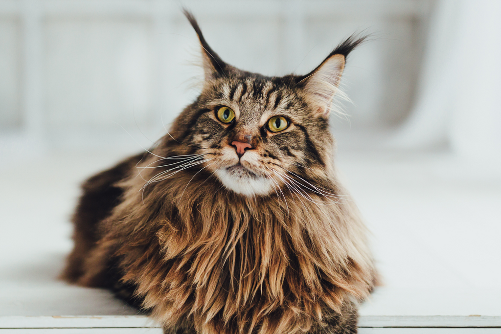 Maine Coon cat that likes water