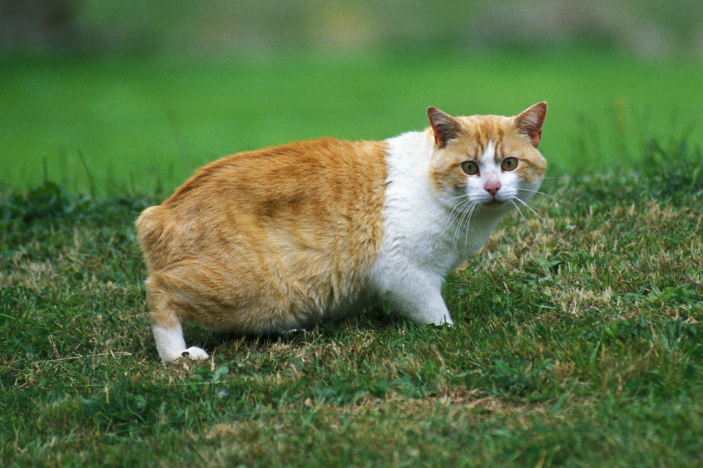 Manx cat that loves water