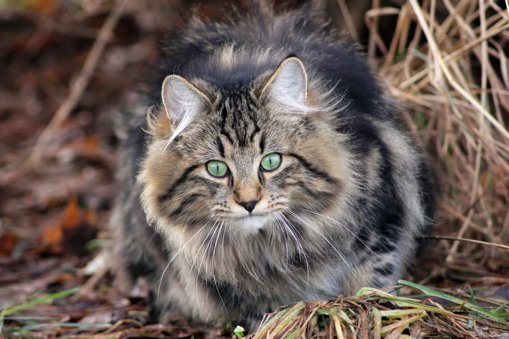 Norwegian Forest Cat that loves water