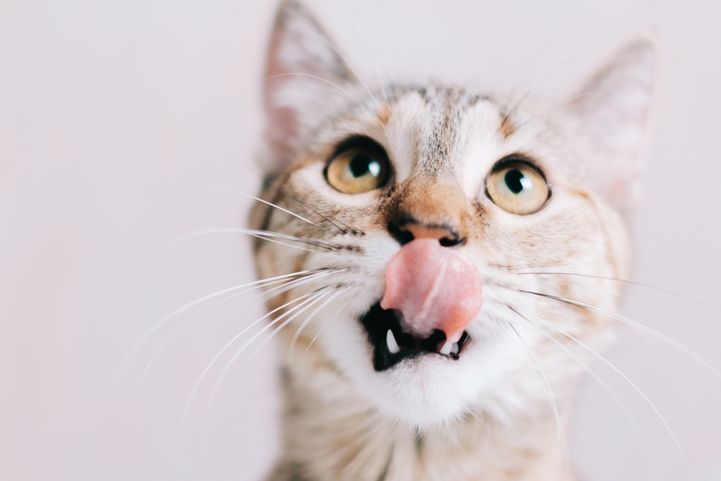 Hungry white cat with their tongue sticking out