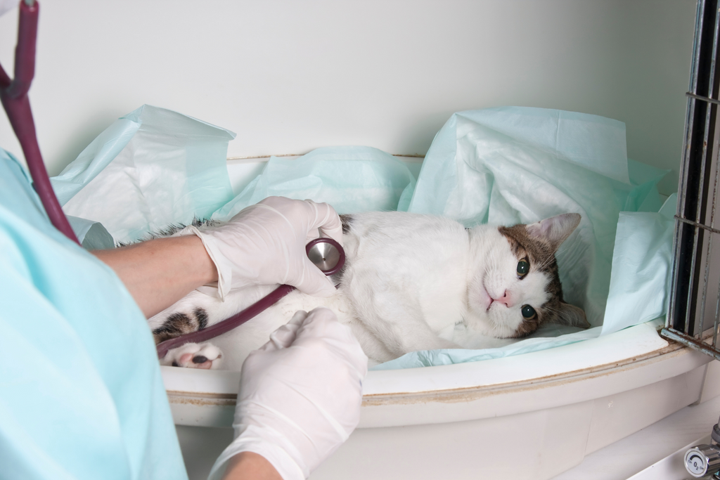 Cat being treated for chocolate poisoning at the vet