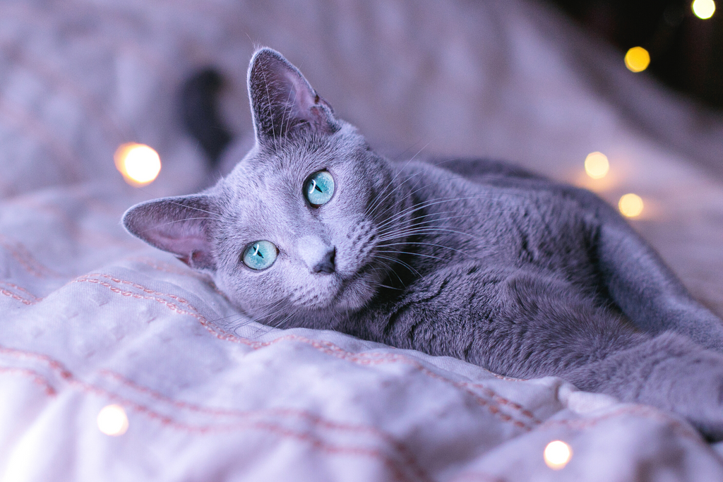 Russian Blue cat is beautiful with a gray coat and good for those who have cat allergies