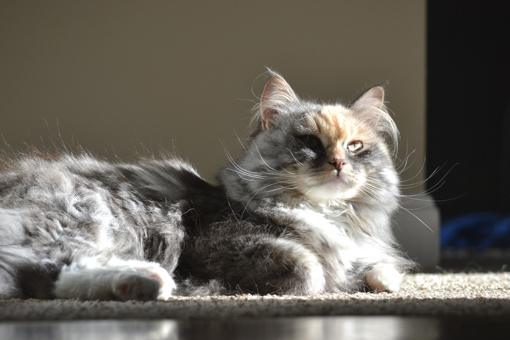 Beautiful siberian long haired cat sitting in the sun, this cat is good for those who suffer from cat allergies