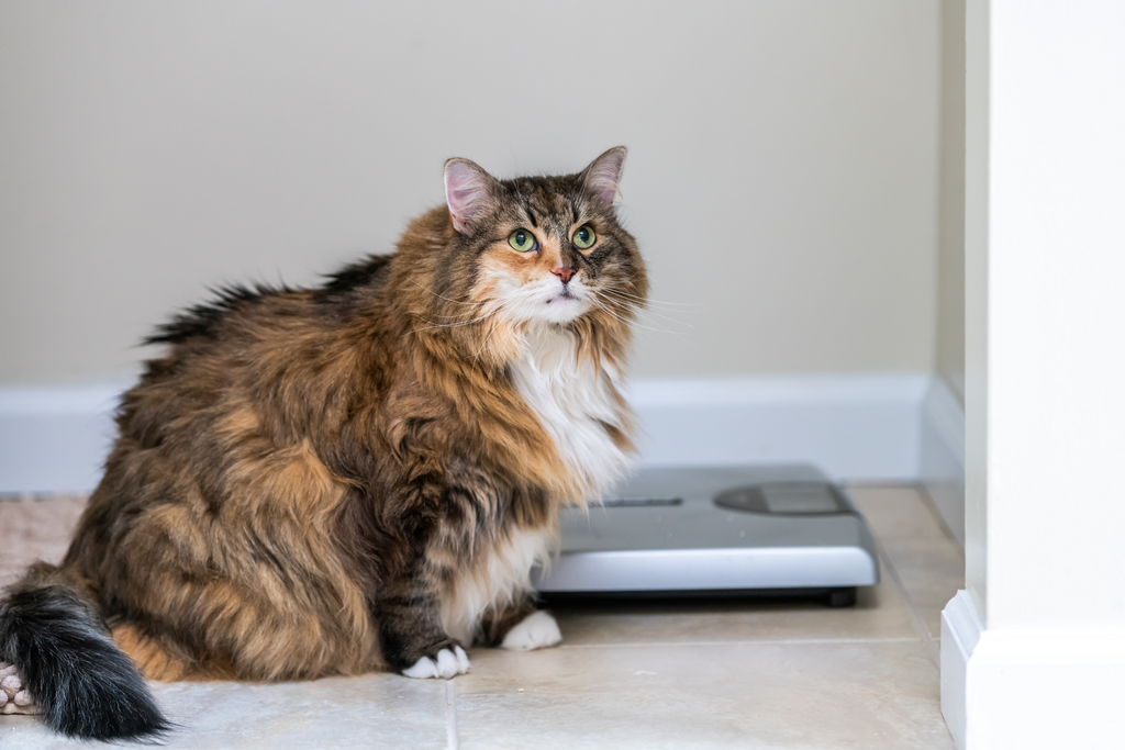 Over weight cat sitting by their food trying to go on a diet