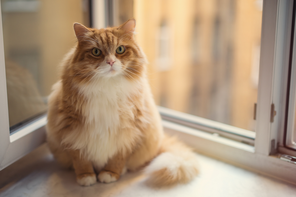 Over weight cat sitting by their food trying to go on a diet