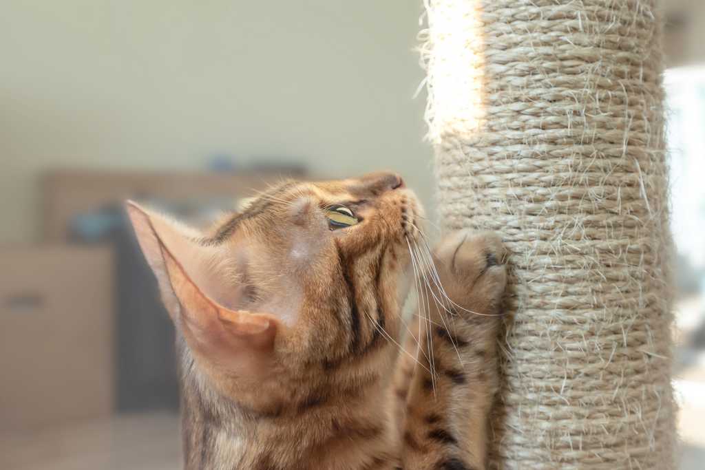 Young orange kitten scratching on a scratch post with a cat tower