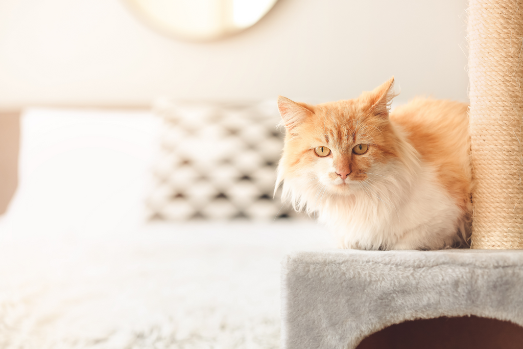 Orange cat on a cat tower in a bedroom resting