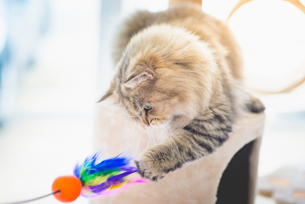 Long haired cat sitting on top of a cat tower with a scratch post playing with a colorful feathered toy