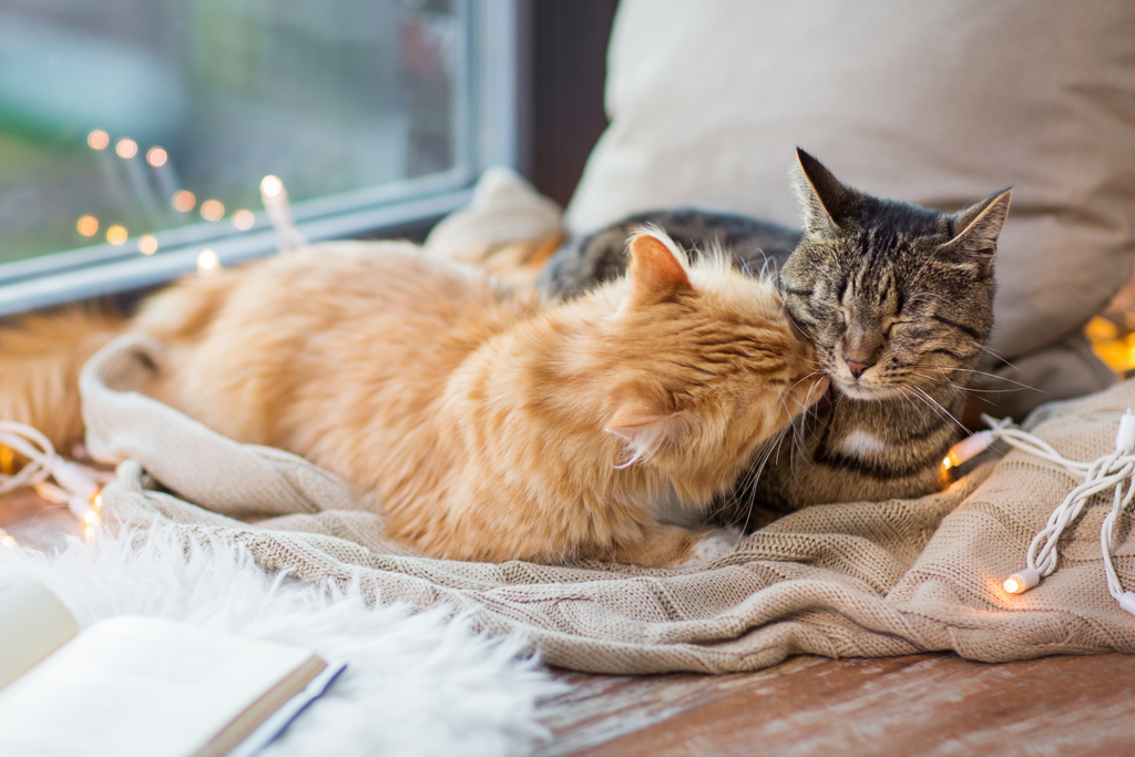 Two cats sitting together on the cozy floor cuddling before breeding