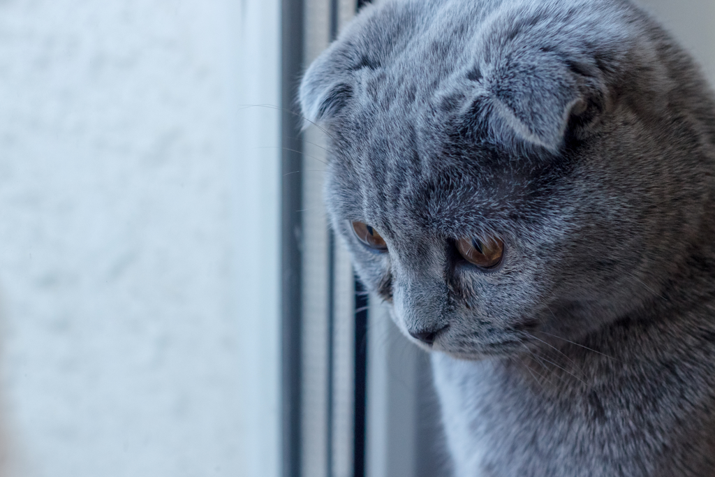 Grey cat looking down at a window feeling sad bored and lonely