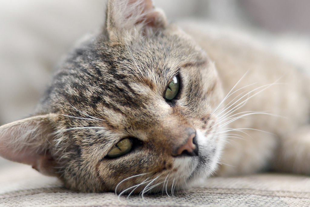 A sad tabby cat laying on the floor in pain from an injury