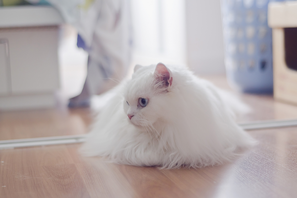 A white long haired cat sitting on the floor feeling anxious