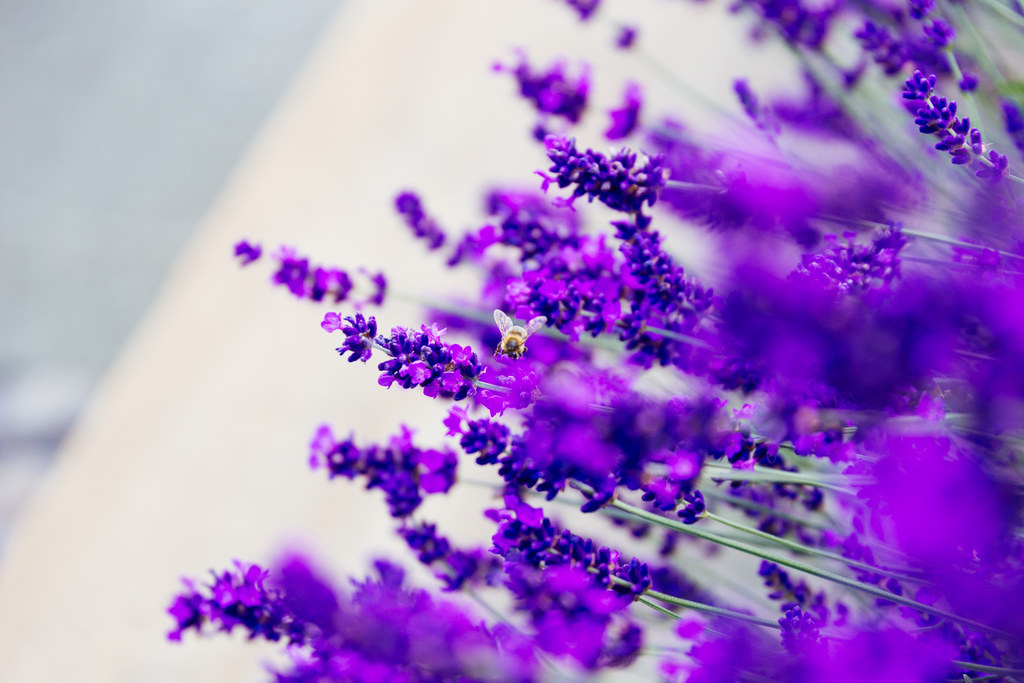 Lavender plant with a bumble bee on top, cats dislike the scent of lavender