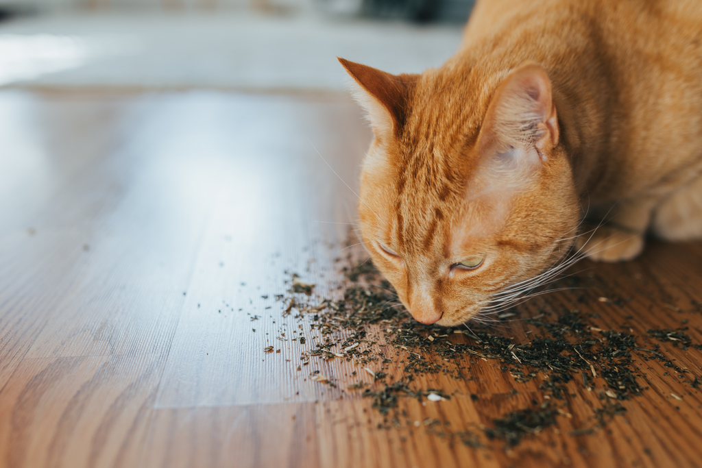 Cat sniffing spilled catnip off of a hardwood floor, cats like the scent of catnip as it relaxes them