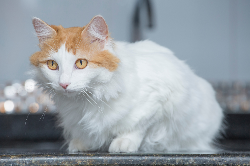 Turkish Van cat that loves water