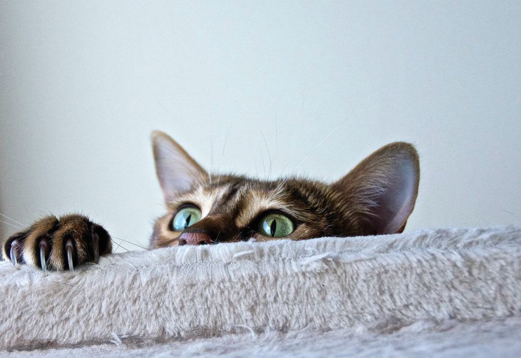 Cats are naturally curious about new spaces and their new litter box