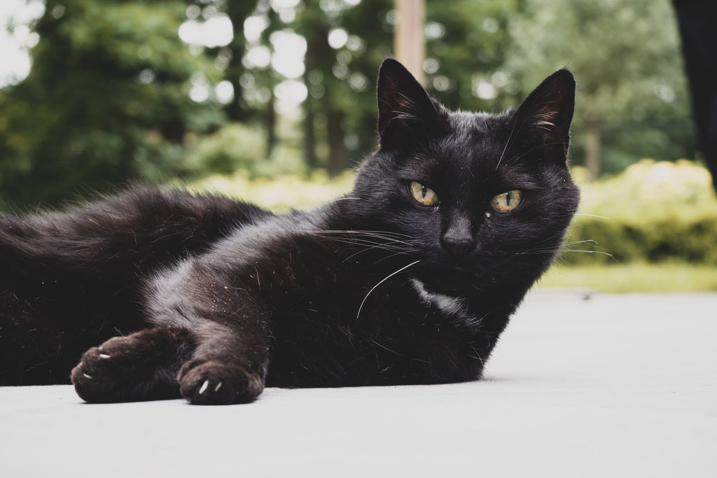 Creepy cat facts to get you in the Halloween spirit, here's a beautiful black cat 