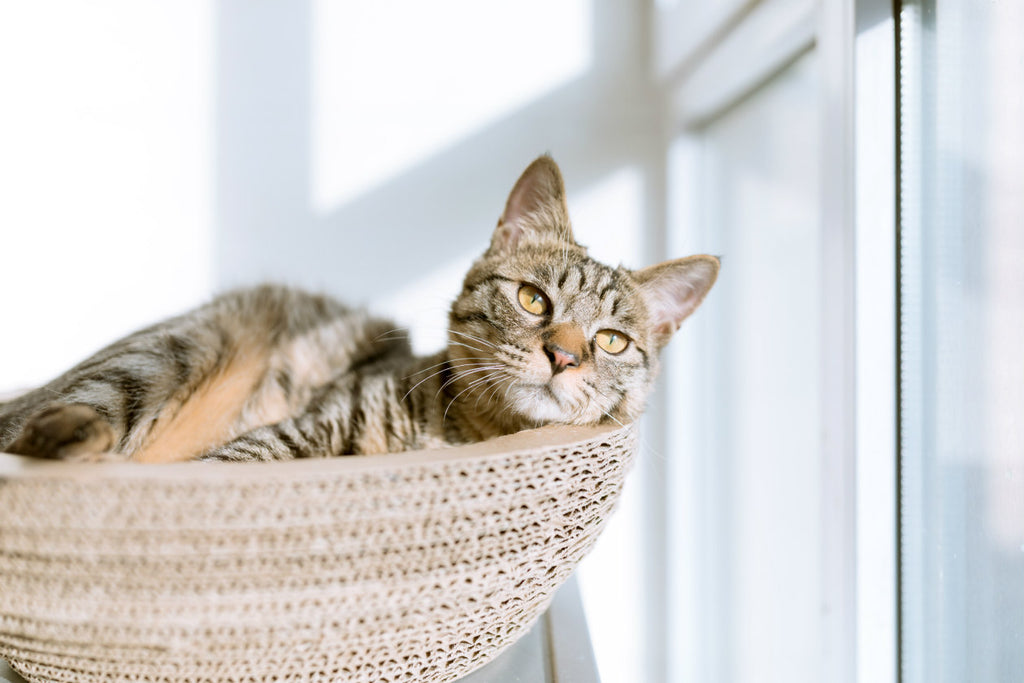 Cats love to see their surroundings when using a new litter box