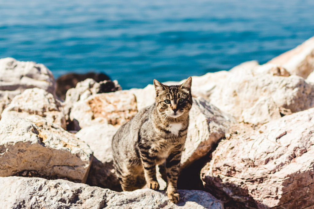 Creepy cat facts to get you in the Halloween spirit, did you know cats can drink seawater.
