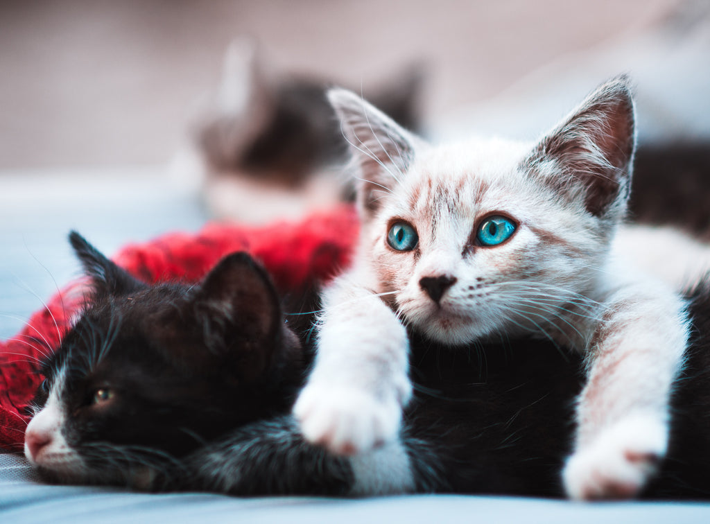 Creepy cat facts to get you in the Halloween spirit, here's a picture of two kittens, did you know that cats can have up to 19 kittens in one litter?