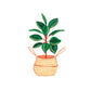 Plant Wicker Basket