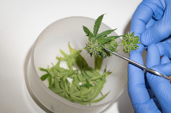 Lab Testing Cannabis Sativa for Contaminants
