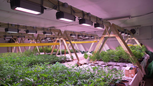 Room full of HOLISTIK Hemp plants growing under the LED lights before being moved to the production greenhouse