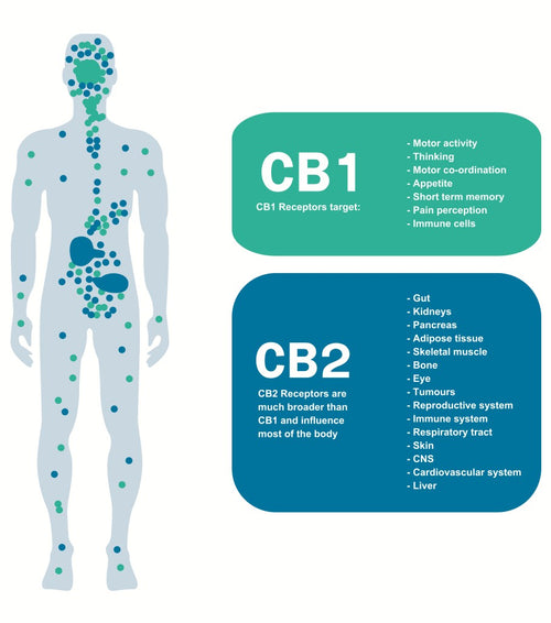 Image of the Endocannabiniod System explaining what the CB1 and CB2 receptors control