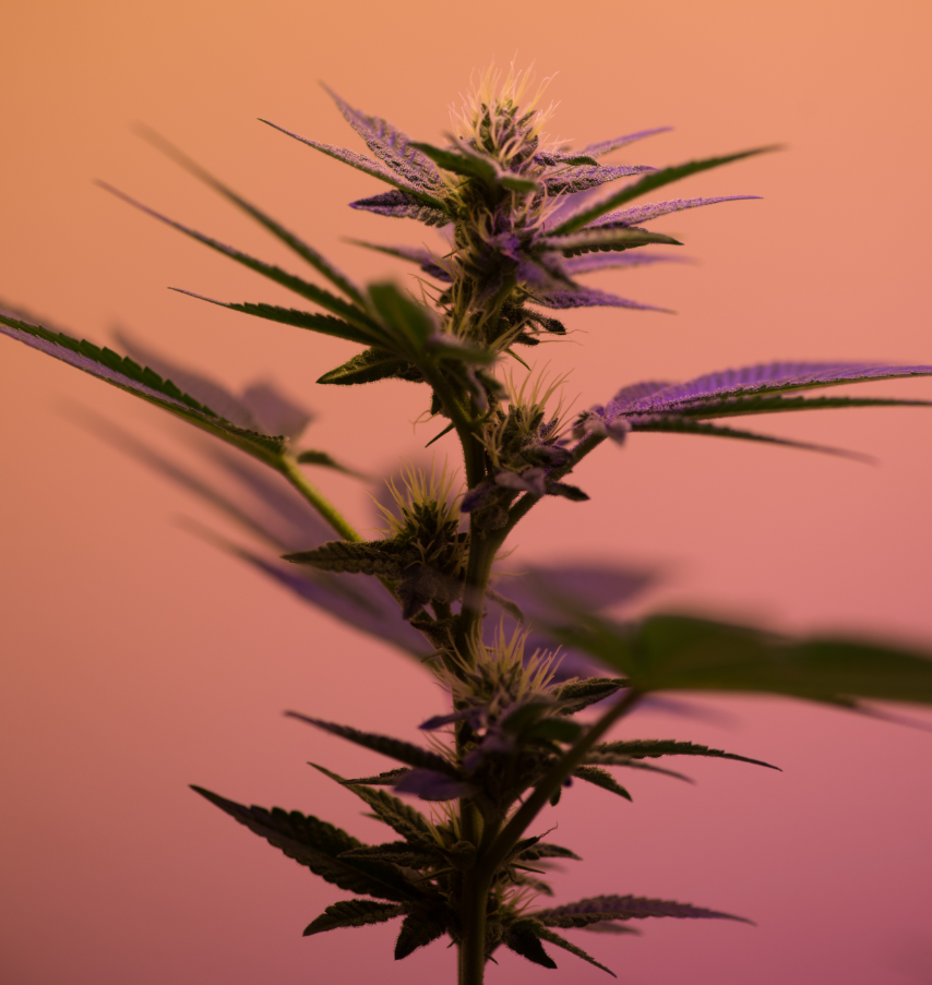 Image of a Cannabis Sativa Plant with green and purple leaves and a peach background