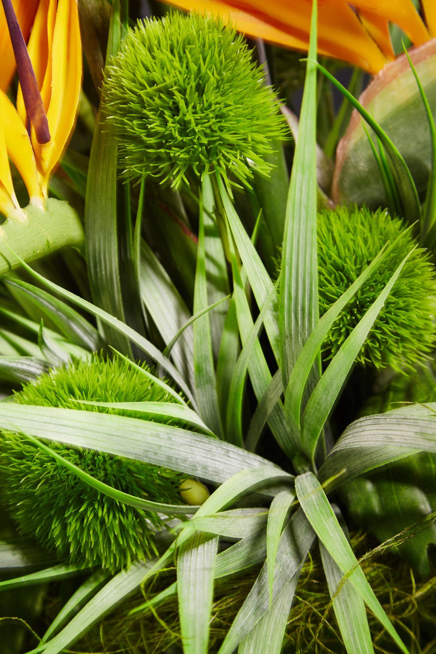 Download Tropical Birds of Paradise and Dianthus in a Glass Cube ...