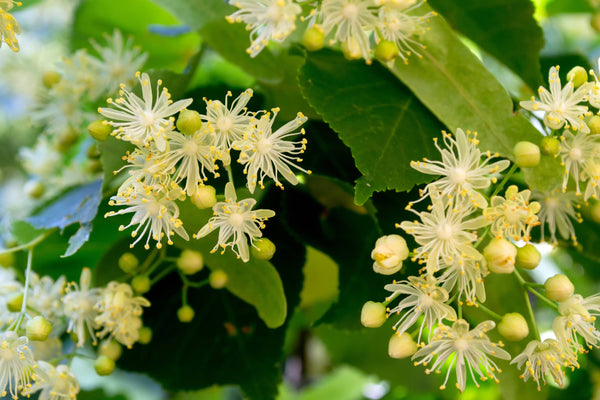 Blüten am Lindenbaum