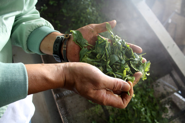 Deep-steamed tea leaves