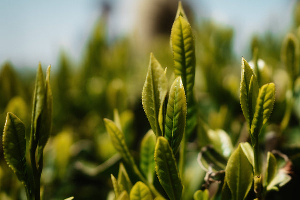 Grüne Knospen der Teepflanze