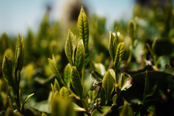 Teepflanze mit grünen Blättern