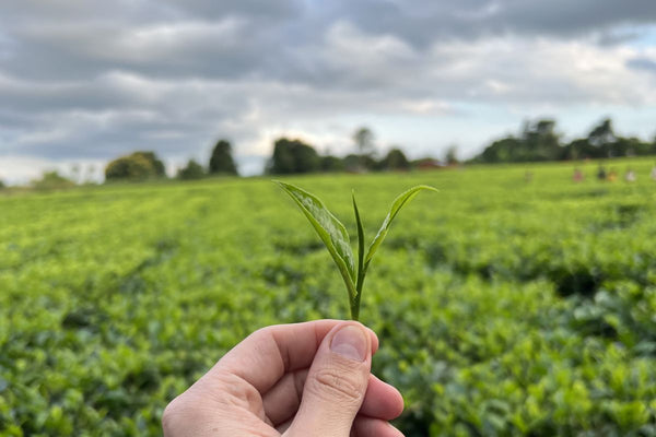 Teeblatt vor grünem Feld mit Teepflanzen