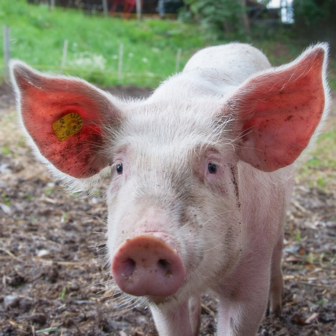 Pig and other animals used to make collagen and gelatin