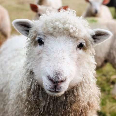 Sheep used to make lanolin