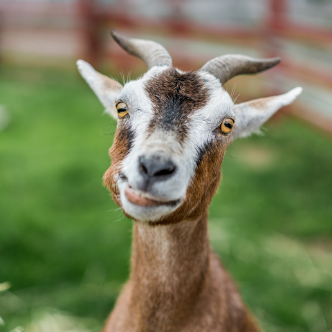 Goats and other animals used to make keratin