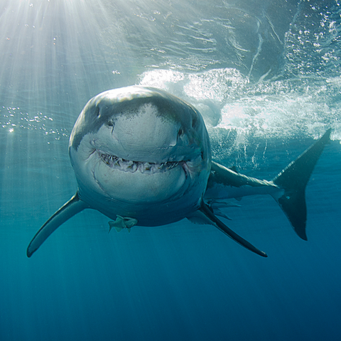 Squalene made from shark liver