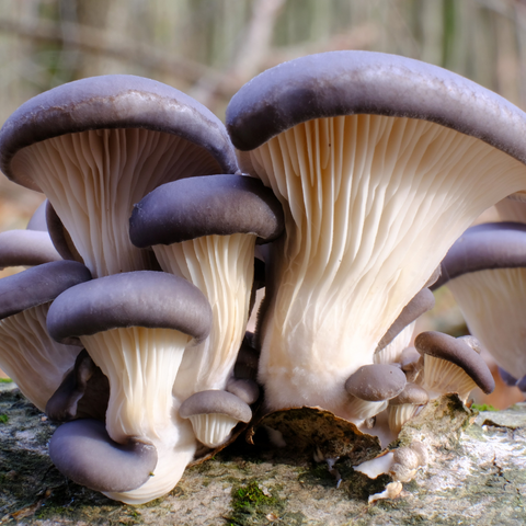 Purple Oyster Mushrooms in HEAR ME RAW Good Clean Fungi Cleansing Balm