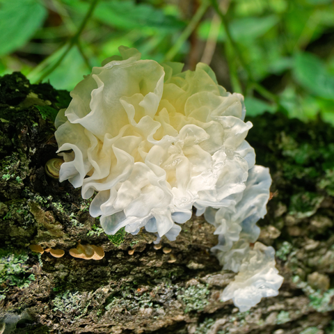 Tremella Mushrooms in HEAR ME RAW Good Clean Fungi Cleansing Balm