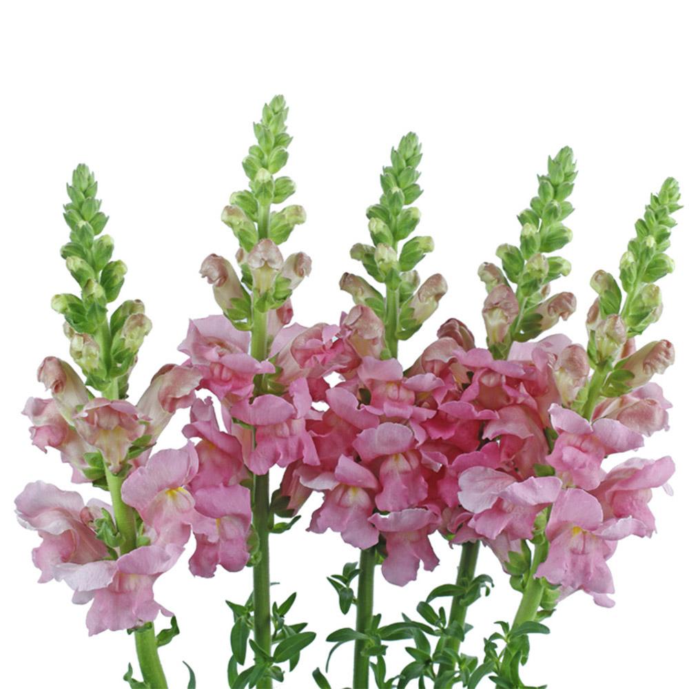 snap dragons flowers