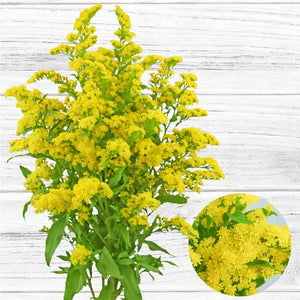 Solidago Morning Glory - Solid Box – La Hacienda Flowers