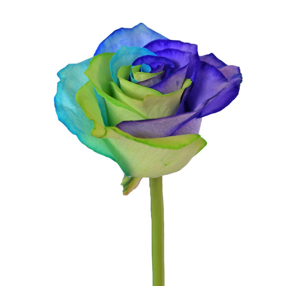 Roses Tinted Rainbow Variants 1 La Hacienda Flowers